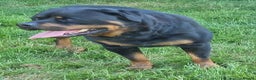 Rottweiler dogs for stud: Kc Registered, proven, health tested stud in Wisbech - Advert 14