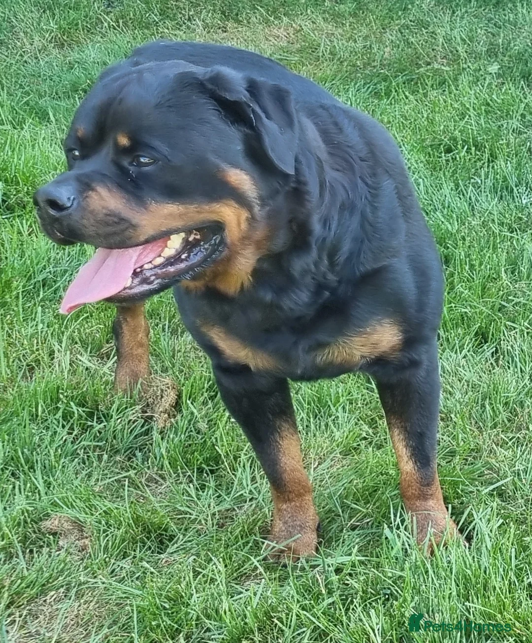 Rottweiler dogs for stud: Kc Registered, proven, health tested stud in Wisbech - Advert 14