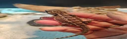 Bearded Dragon reptiles for sale: Baby Bearded Dragons - Advert 10