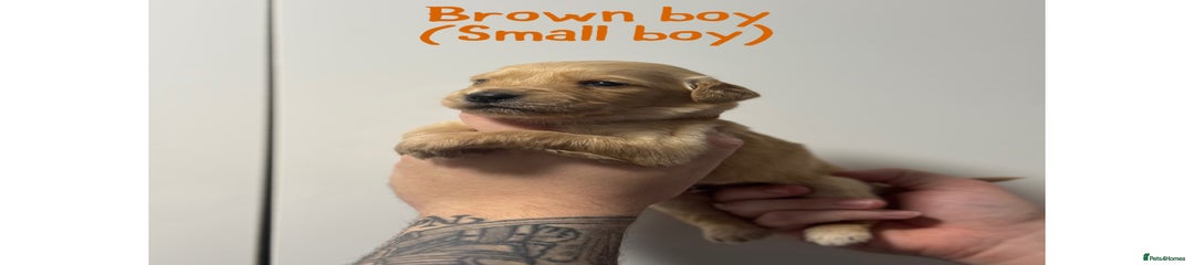 Golden Retriever Puppy Brown male 