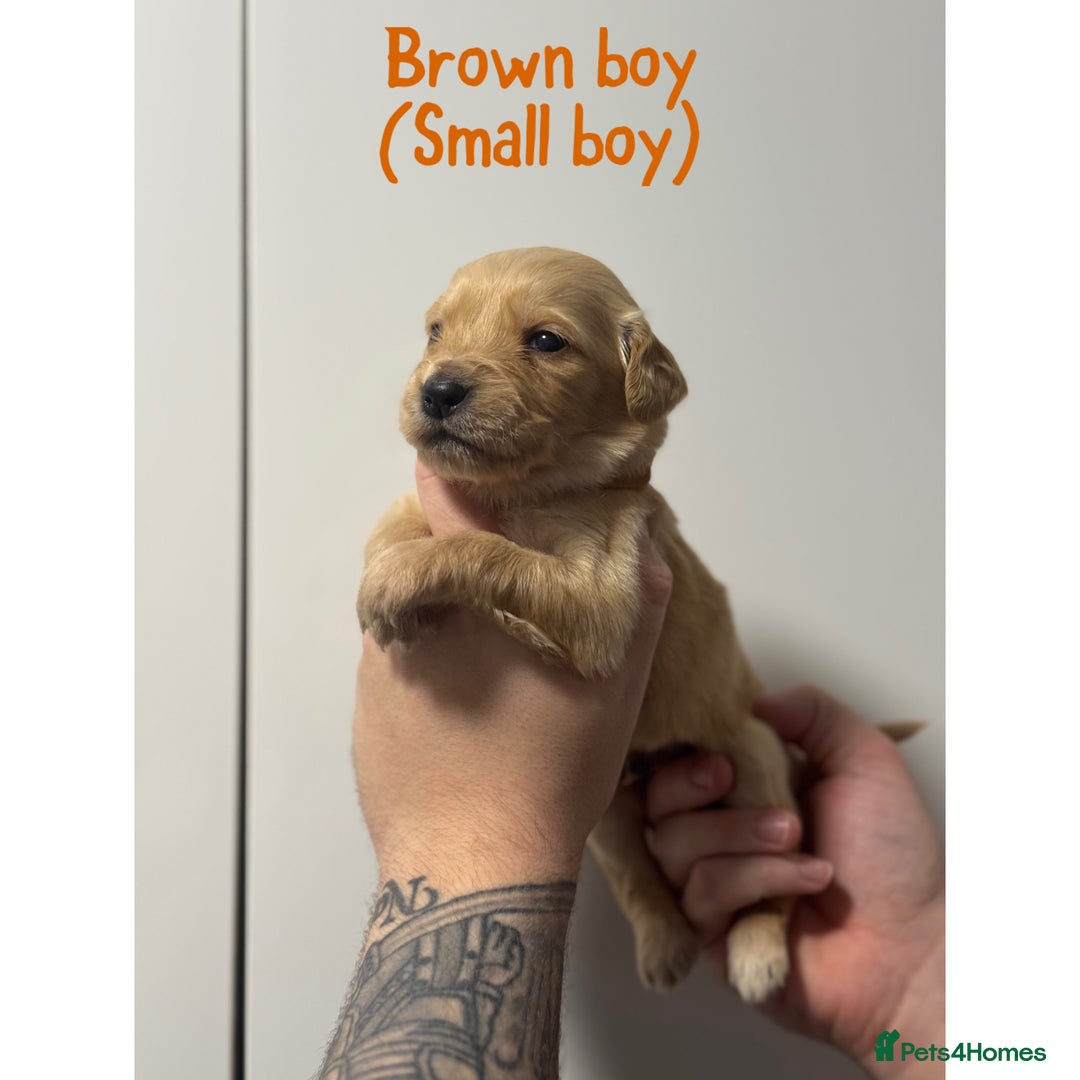 Golden Retriever dogs for sale: Stunning Showline Golden Retrievers 🐾  - Image 12