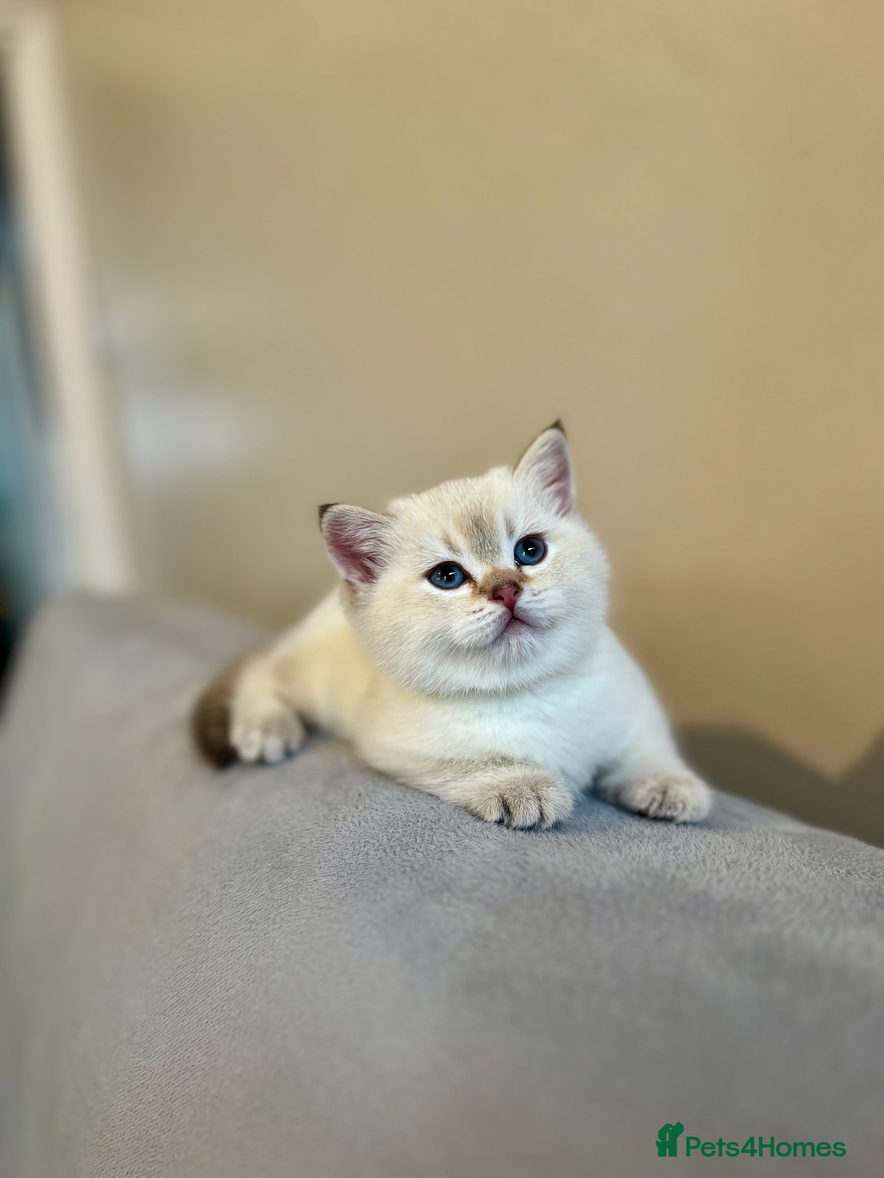 British Shorthair cats 🐾 Purebred BSH Kittens 🐾 - Advert 1