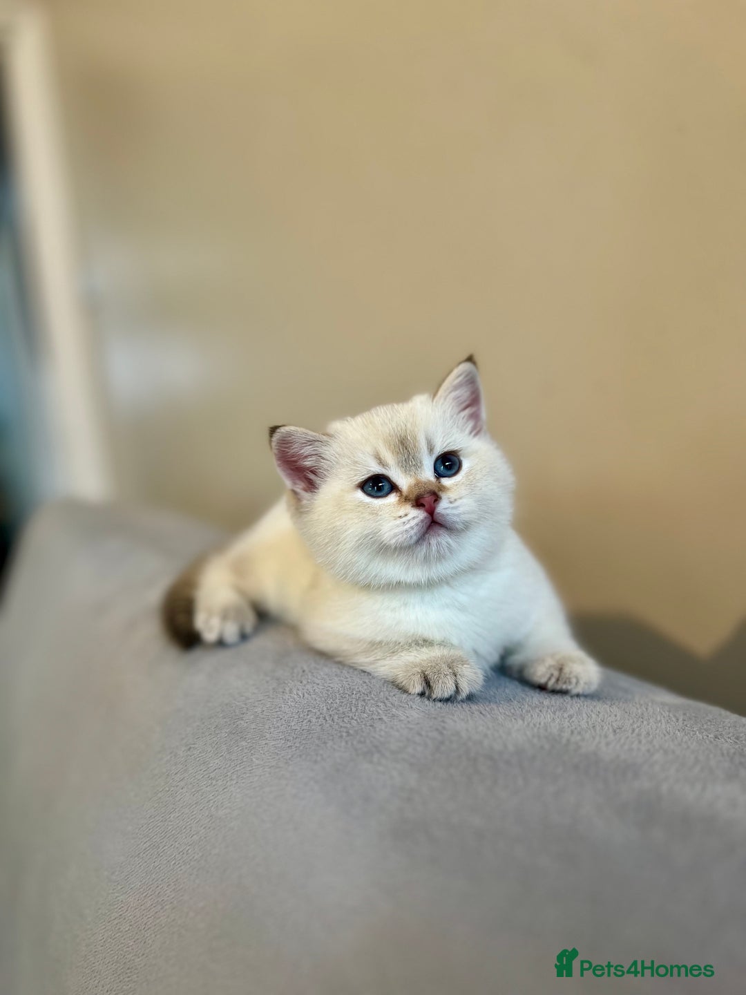 British Shorthair cats for sale: 🐾 Purebred BSH Kittens 🐾 - Advert 1