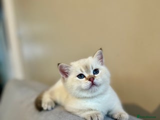 British Shorthair cats 🐾 Purebred BSH Kittens 🐾 - Advert 1