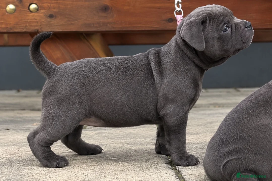 Staffordshire Bull Terrier dogs for sale: Bowser - Blue Staffy Male For Sale - Advert 2