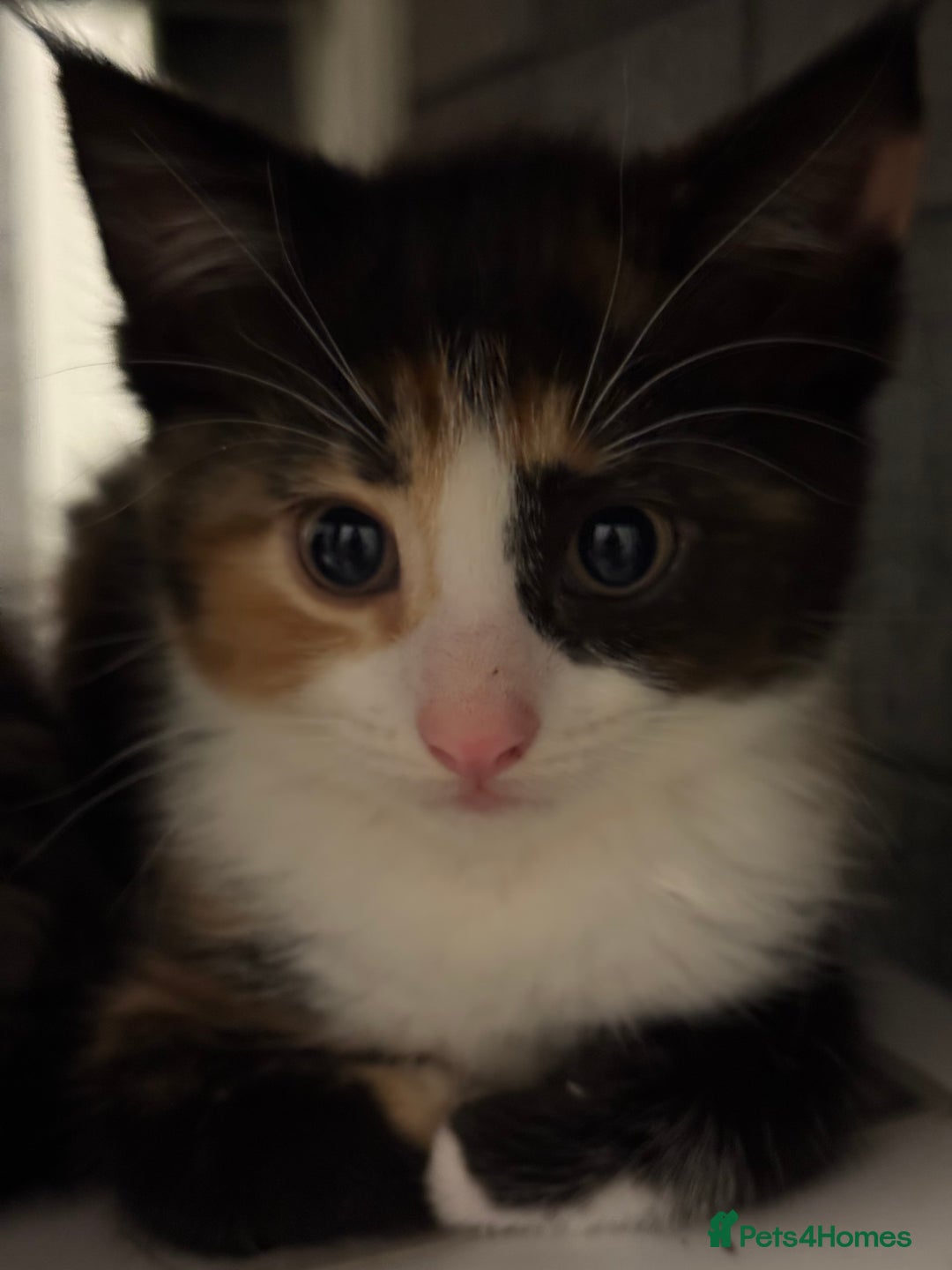 Mixed Breed cats for sale: Kittens for sale  - Image 2