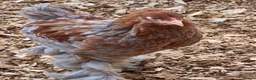 Chickens poultry for sale: Brahma Pullets  - Advert 5