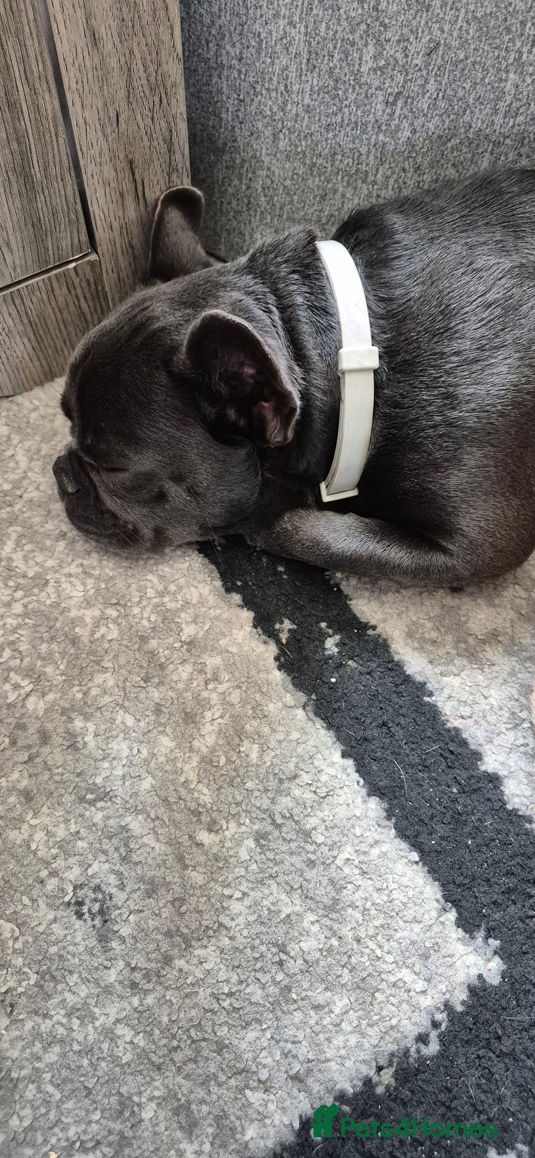 French Bulldog dogs for sale: 8 month old blue French bulldog  - Image 3