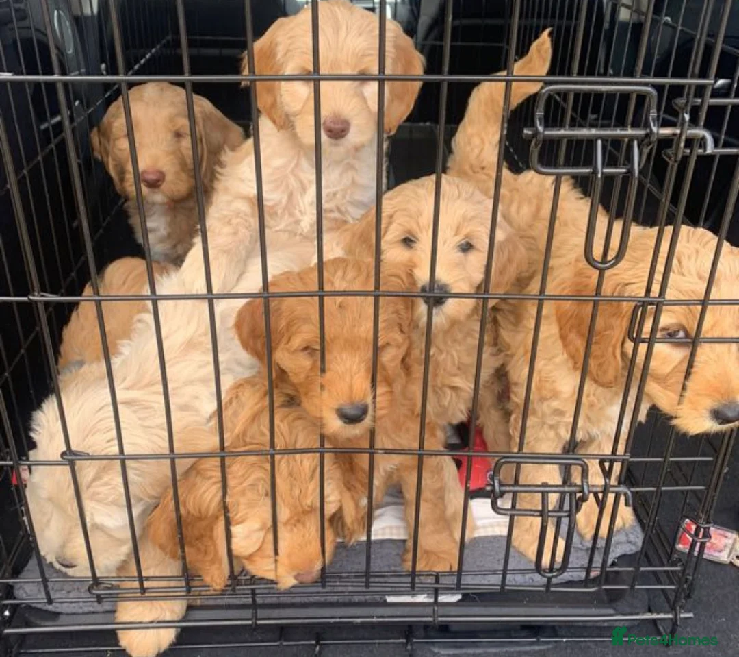 Australian Labradoodle dogs for stud: Healthy Tested Australian Labradoodle for Stud in London - Advert 7