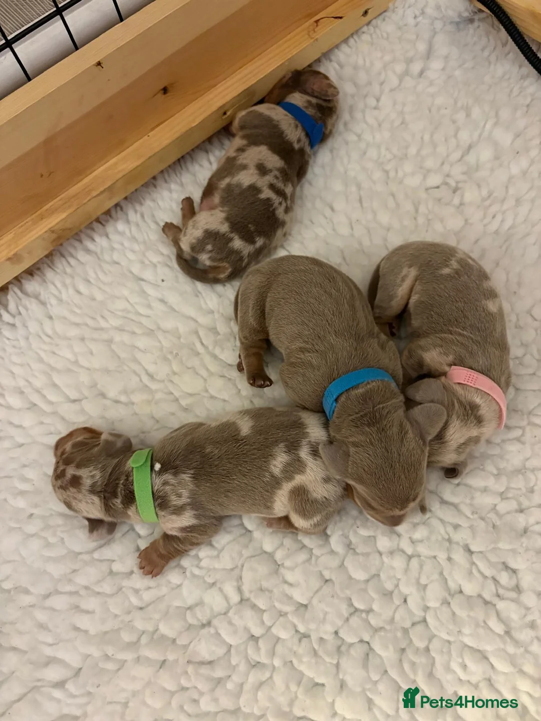 Miniature Dachshund dogs for stud: For stud my boy Dinky  in Alfreton - Advert 24