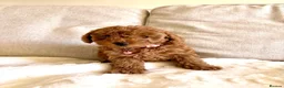Toy Poodle dogs for sale: 3 lovely Toy Poodles  - Advert 6