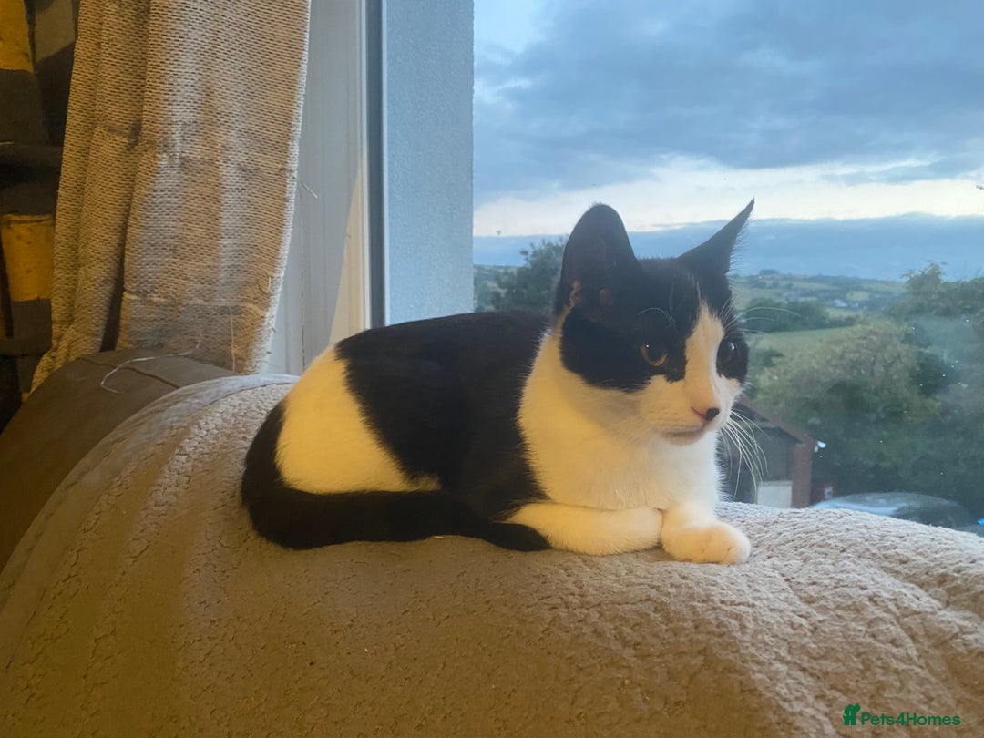 Mixed Breed cats for sale: 9 month old male kitten - Advert 5