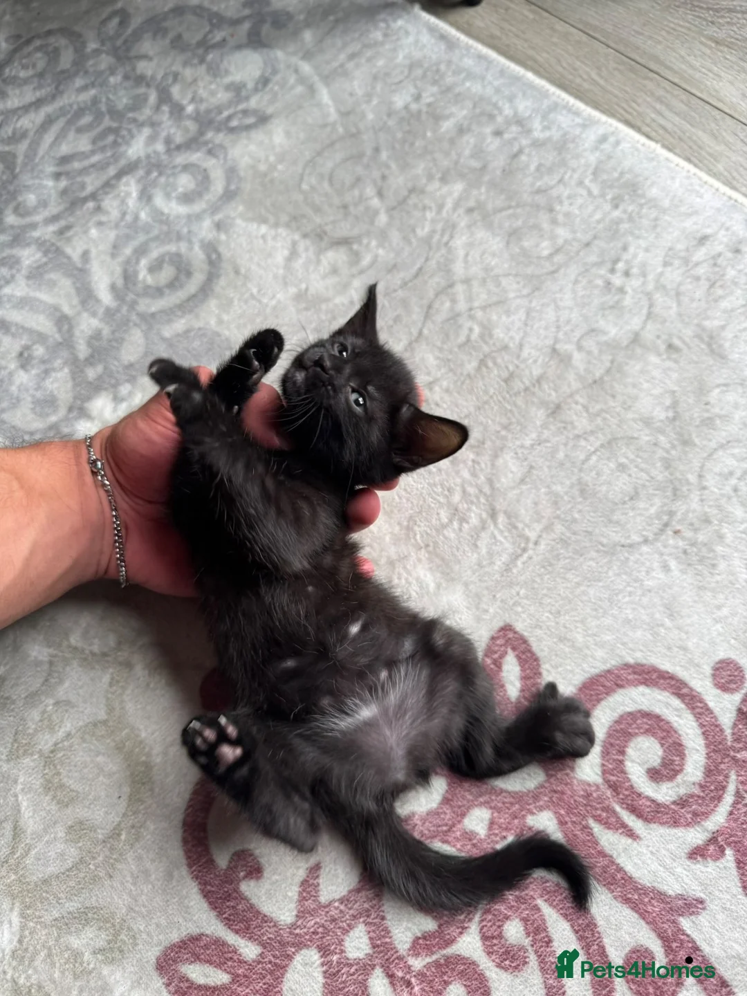 Mixed Breed cats for sale: 3 Beautiful Kitten Girls Ready for Their New Home - Advert 1