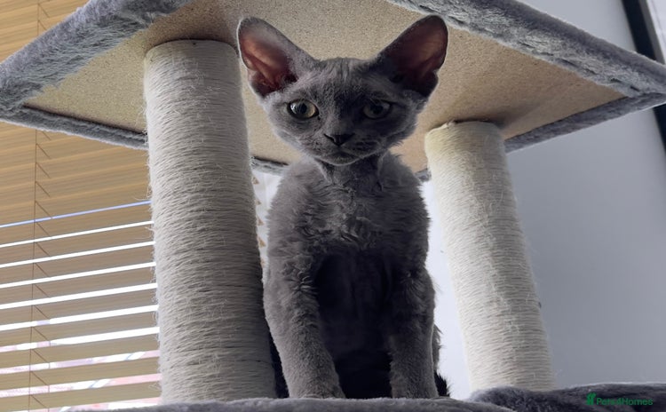 Devon Rex cats - Advert 1