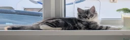 Maine Coon cats for sale: Male Maine Coon Kitten. Both parents can be seen  - Advert 7