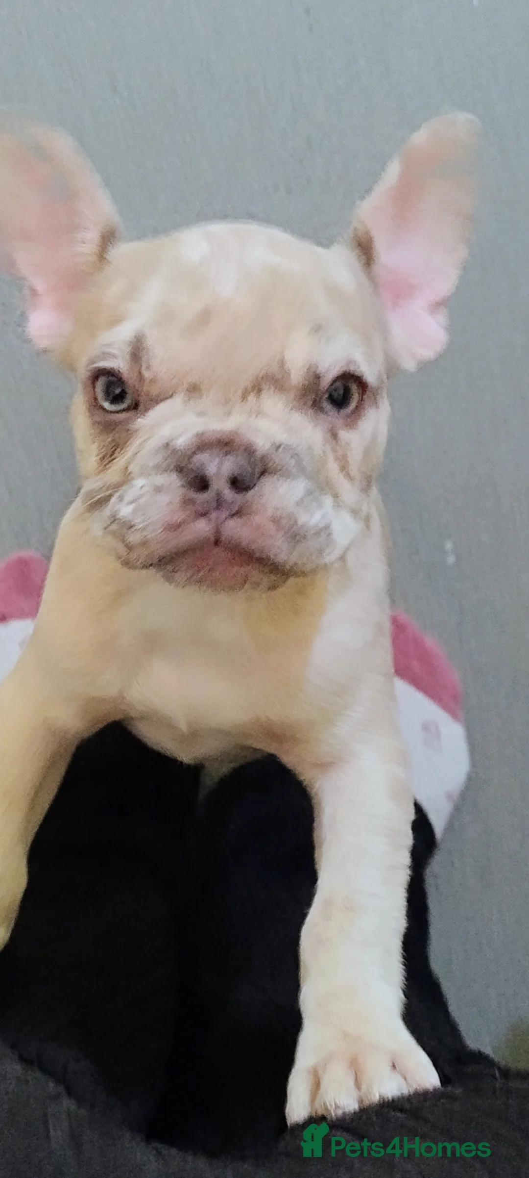 French Bulldog dogs for sale: 2 French bulldog puppies left - Advert 2