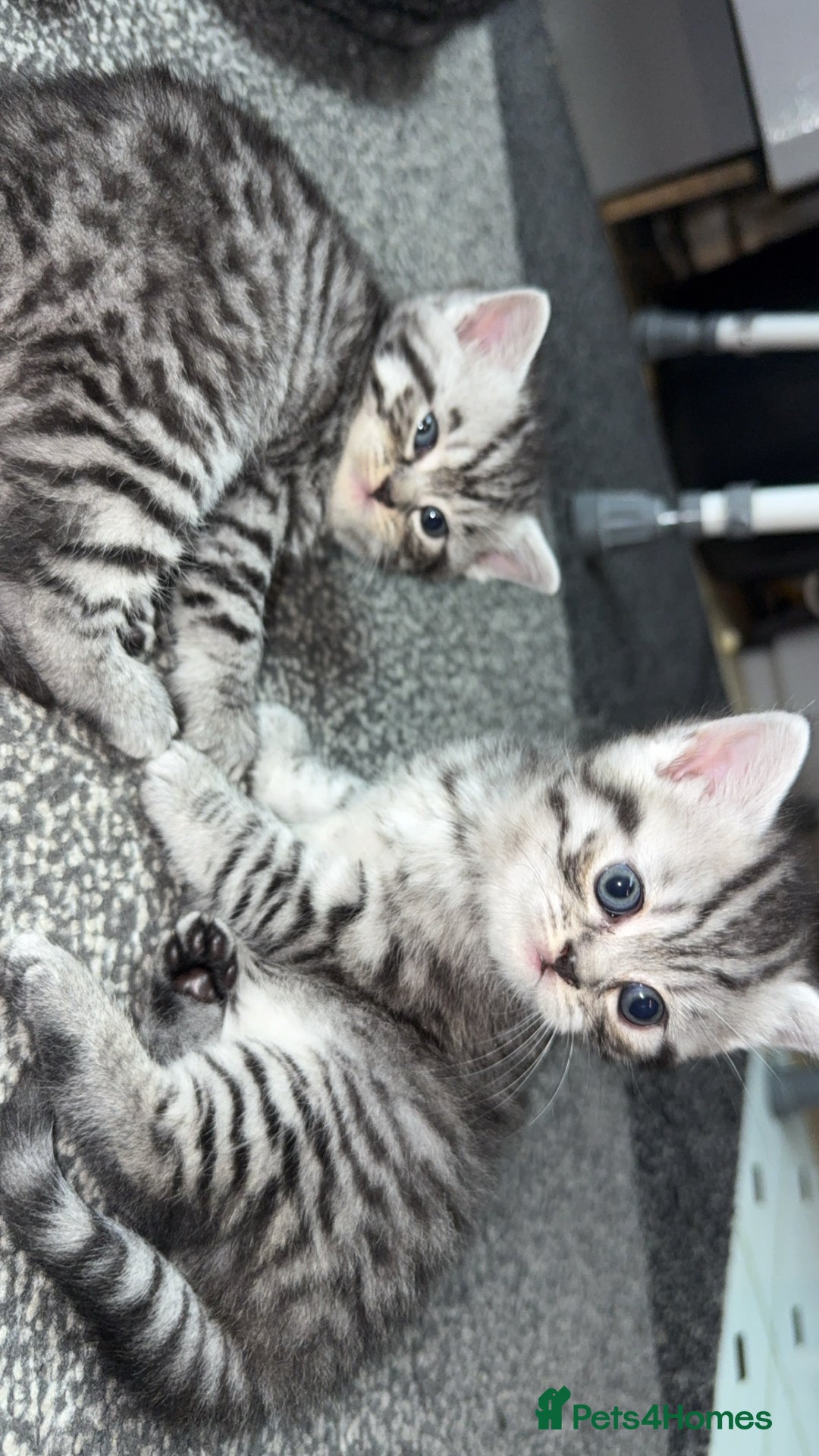 British Shorthair cats for sale: 4 beautiful tabby british shorthair kittens - Advert 8