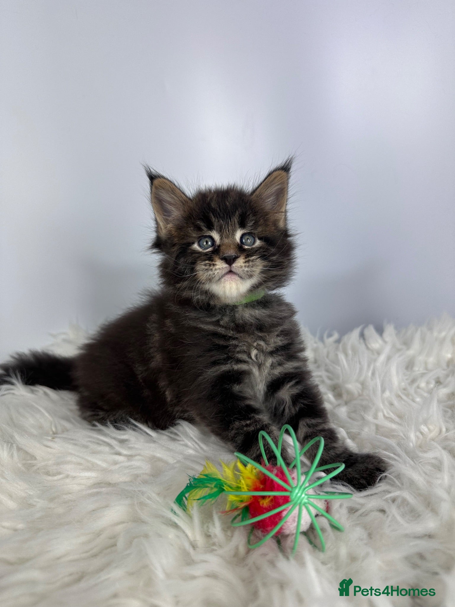 Maine Coon cats ✨7 Gorgeous Pure Breed Maine Coon Kittens✨ - Advert 2