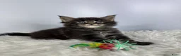 Maine Coon cats for sale: ✨7 Gorgeous Pure Breed Maine Coon Kittens✨ - Advert 5