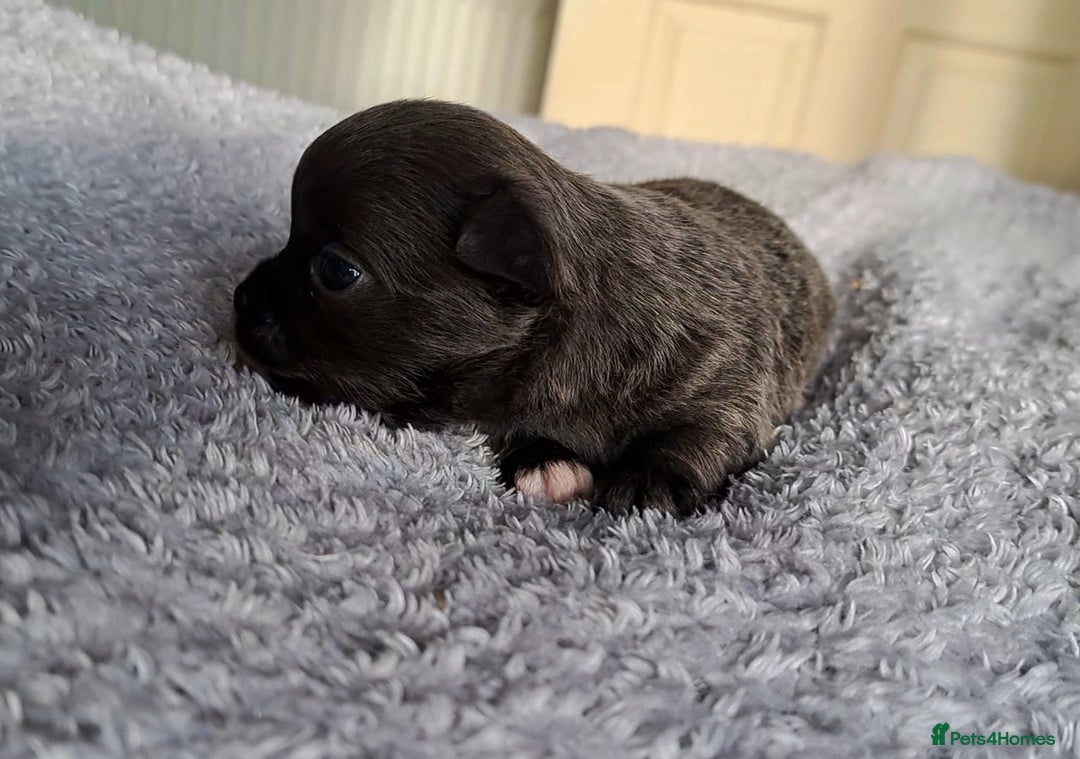 Chihuahua dogs for sale: Long Coat Chihuahua Puppies for Sale - Advert 10