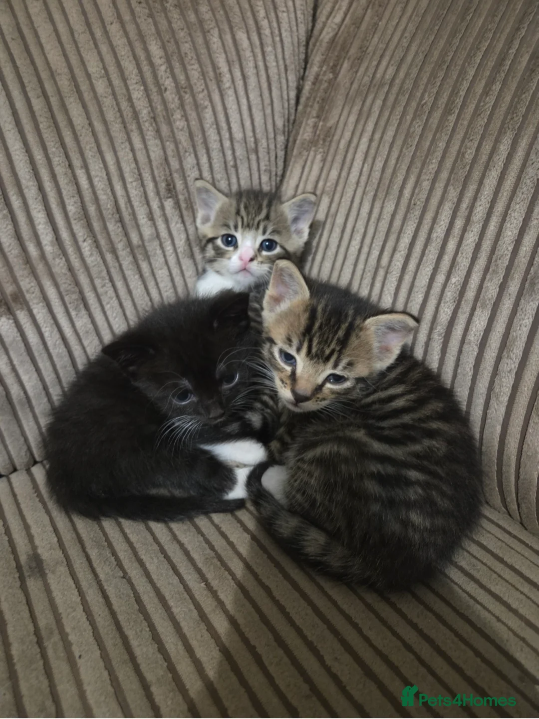 Domestic Shorthair cats for sale: Beautiful Kittens  - Advert 2