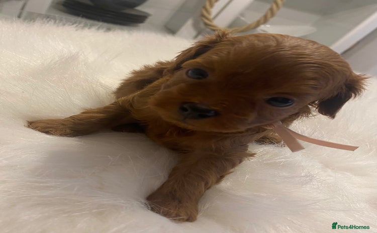 Maltipoo dogs ✨ Luxury Asian Maltipoo F1b – Rare Brown Mini ✨ - Advert 9