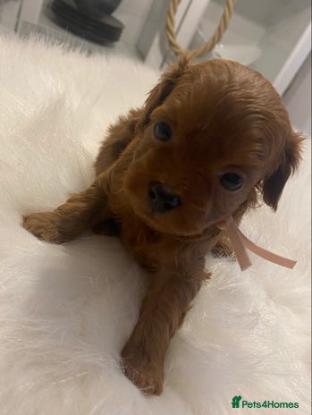Maltipoo dogs ✨ Luxury Asian Maltipoo F1b – Rare Brown Mini ✨ - Advert 4