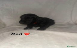 Cockapoo dogs for sale: READY TO LEAVE COCKAPOO PUPPIES - Image 7