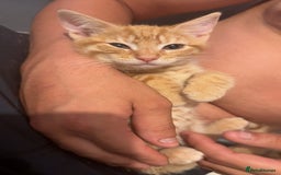 Mixed Breed cats for sale: Ginger blonde and ginger tabby  - Image 2