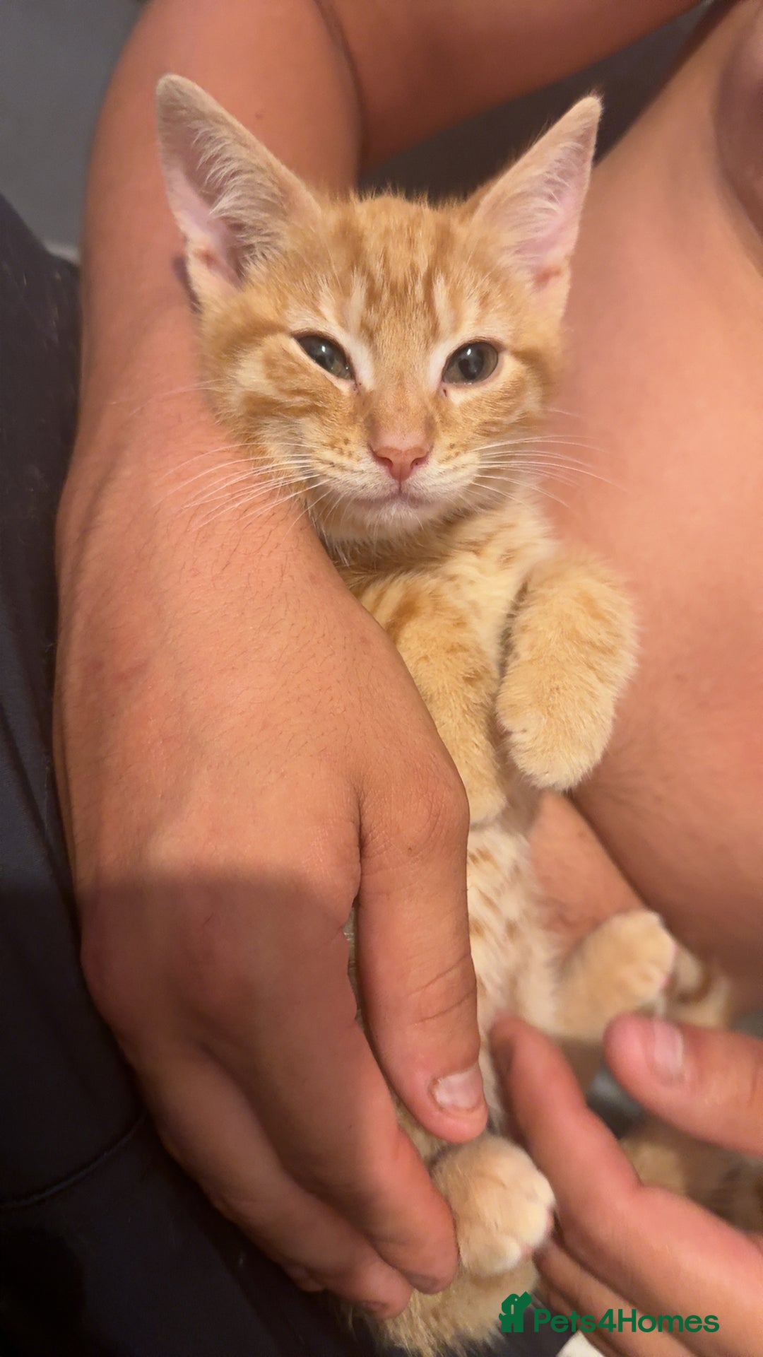 Mixed Breed cats for sale: Ginger blonde and ginger tabby  - Image 2