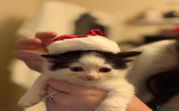 Mixed Breed cats for sale: White and black kittens - Image 10