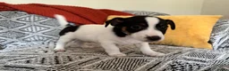 Jack Russell dogs for sale: Miniature Jack Russell  - Advert 6