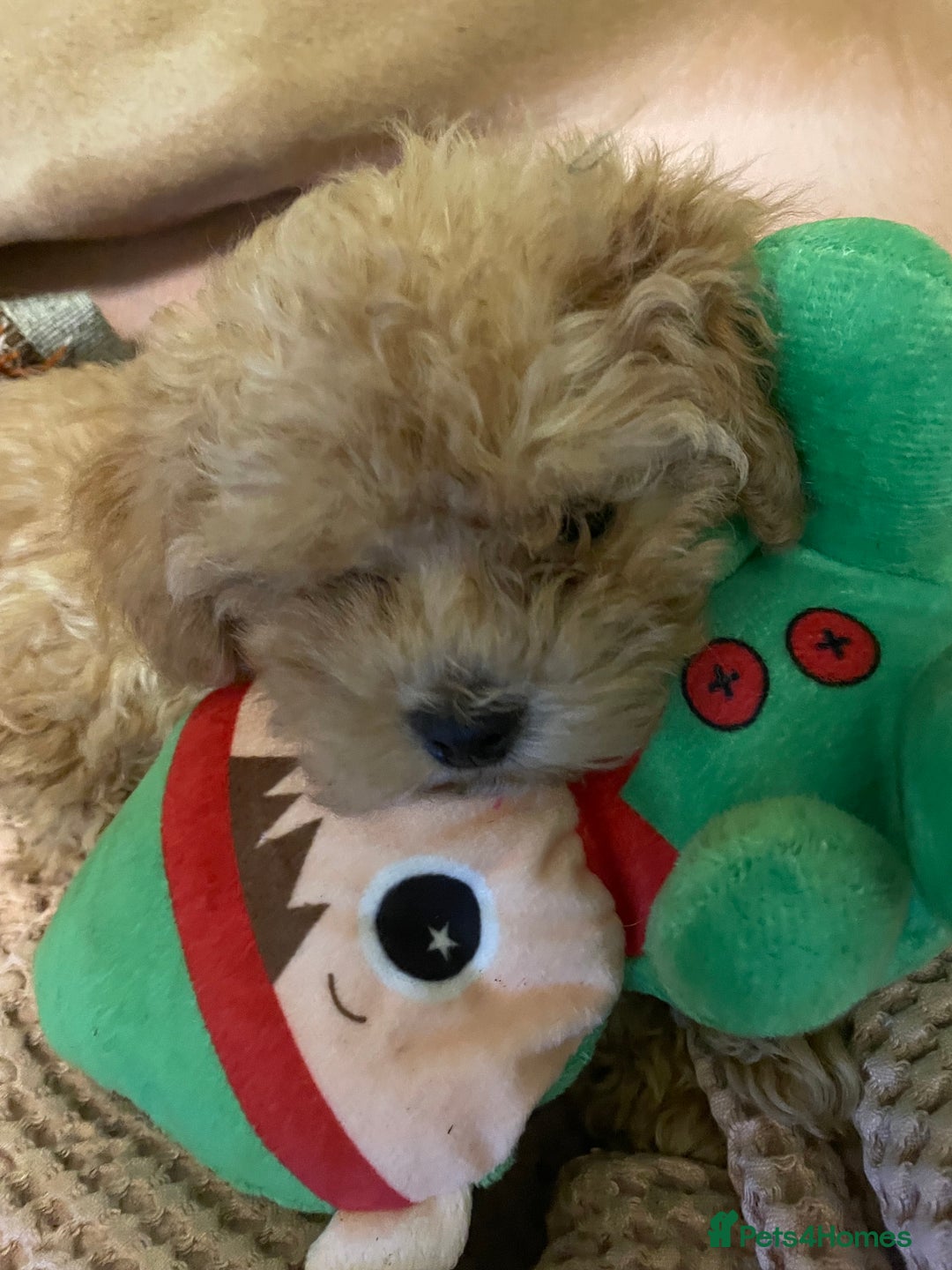 Maltipoo dogs for sale: Stunning Maltipoo Teddy Bear 🧸  - Advert 7