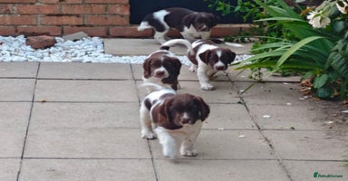 English Springer Spaniel dogs - Advert 3
