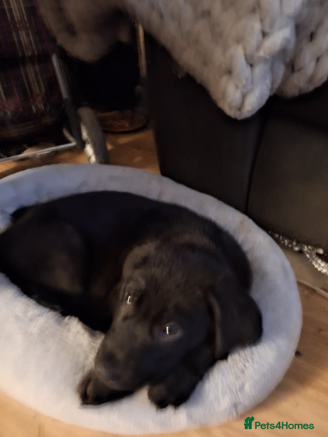 Mixed Breed dogs for sale: Lovely boy for sale  - Image 1