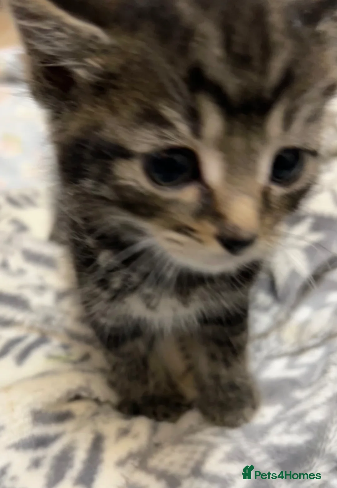 Mixed Breed cats for sale: 5 fluffy kittens looking for their forever homes  - Advert 2