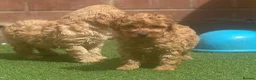 Cavapoo dogs for sale: One Male ready to leave now   - Advert 4