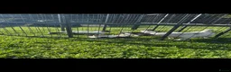 Jack Russell dogs for sale: Miniature Jack Russell puppies - Advert 6