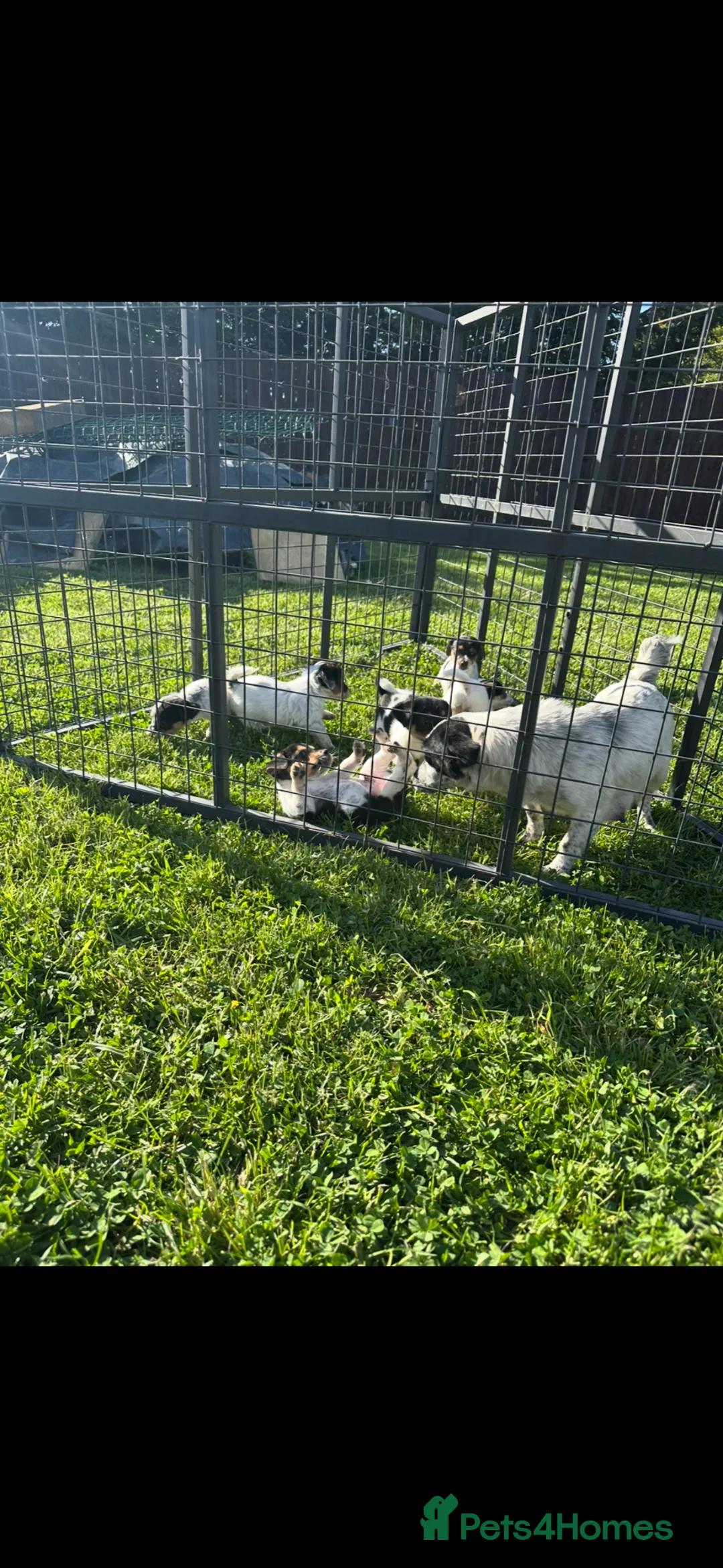 Jack Russell dogs for sale: Miniature Jack Russell puppies - Advert 6