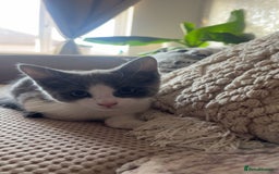 Domestic Shorthair cats for sale: Girl kitten grey and white  - Advert 2