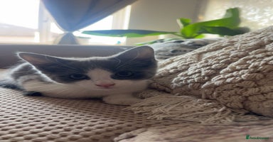 Domestic Shorthair cats - Advert 8