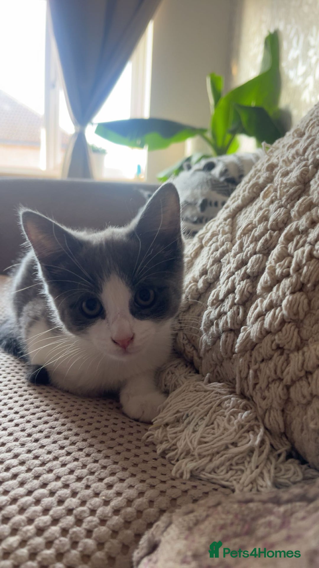 Domestic Shorthair cats for sale: Girl kitten grey and white  - Advert 2