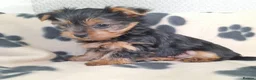 Yorkshire Terrier dogs for sale: Miniature Yorkshire Terrier Pups - Advert 3