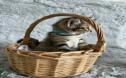 Bengal cats for sale: Stunning bengal kittens for sale to loving home - Image 14
