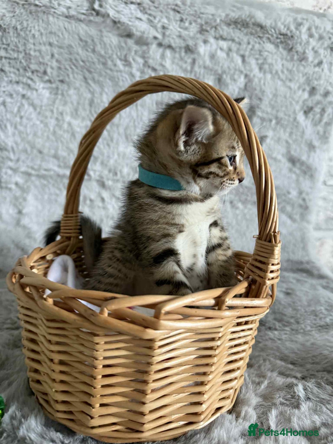 Bengal cats for sale: Stunning bengal kittens for sale to loving home - Image 14