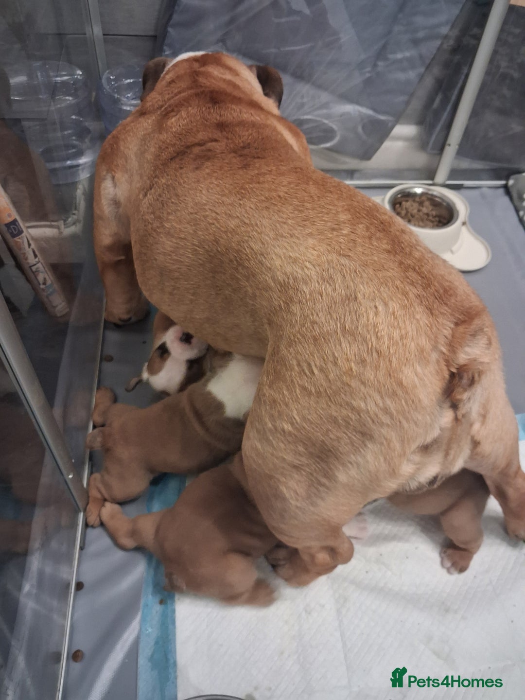 English Bulldog dogs for sale: Red and white british bulldog puppies - Image 9