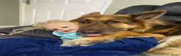 German Shepherd dogs for sale: Female German Shepherd  in Durham - Advert 3