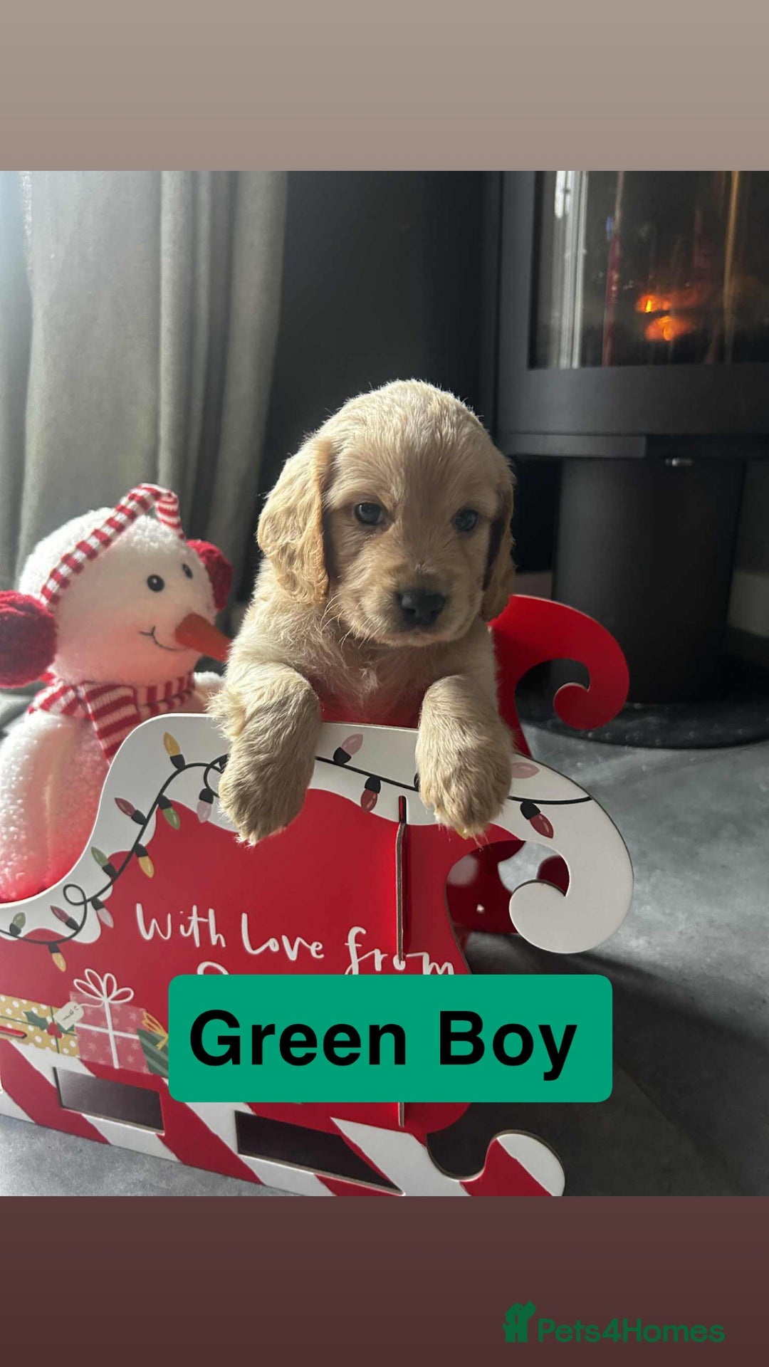 Cockapoo dogs for sale: F2 Cockapoo pups - Advert 16