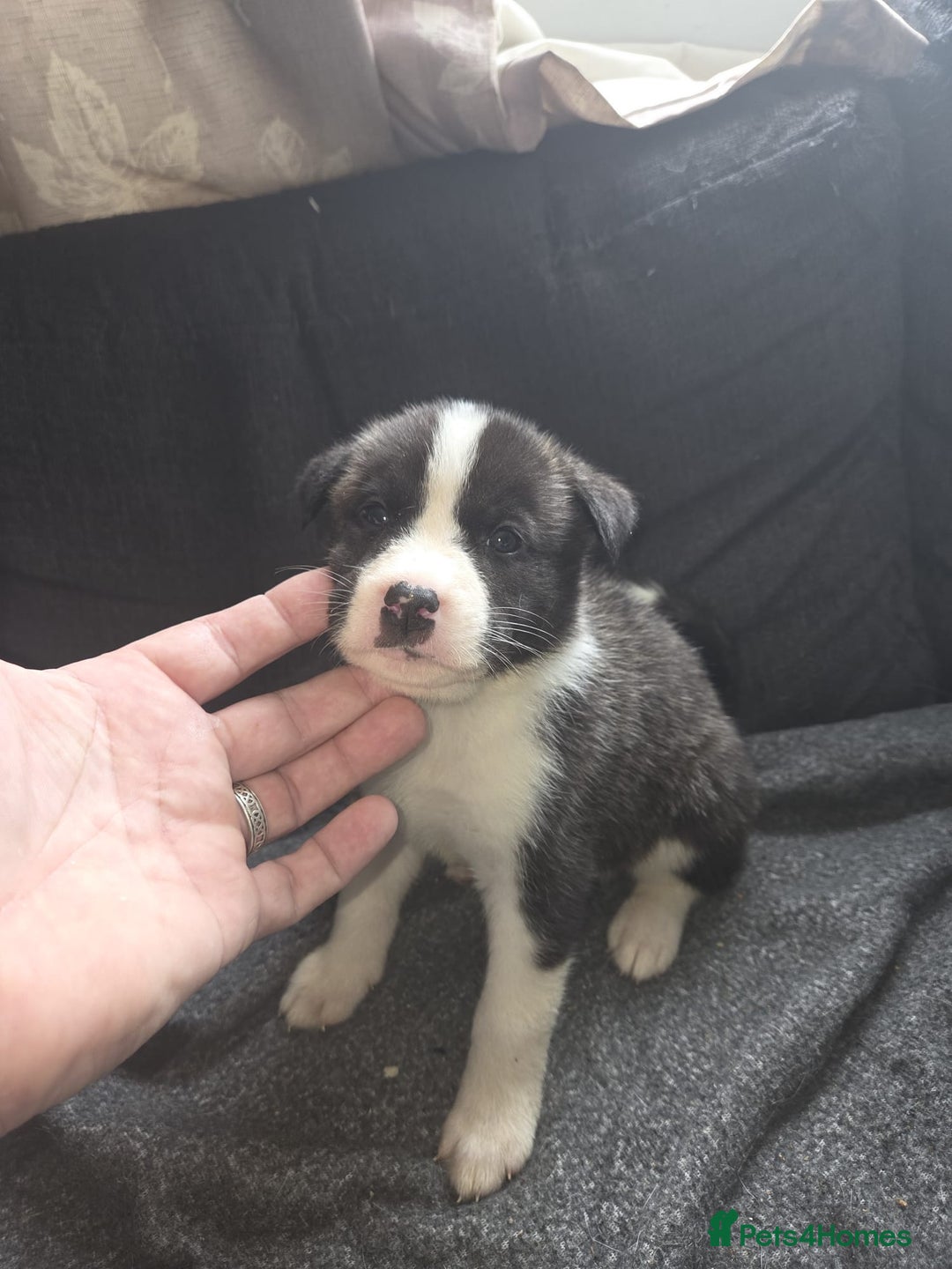 Mixed Breed dogs for sale: mixed breed puppies - Image 4