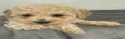 Mixed Breed dogs for sale: Unusual Café Au Lait Poodle Puppies - Advert 4